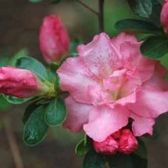 Nuccios Pink Bubbles — Emerald, VIC — Emerald Gardens Nursery