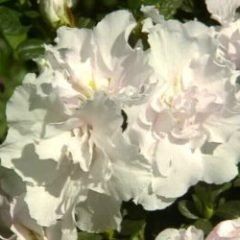 Paloma — Emerald, VIC — Emerald Gardens Nursery