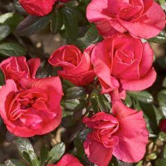 Red Pony — Emerald, VIC — Emerald Gardens Nursery