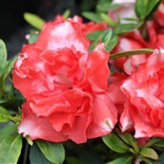 Southern Aurora — Emerald, VIC — Emerald Gardens Nursery