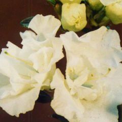 Star Trek — Emerald, VIC — Emerald Gardens Nursery