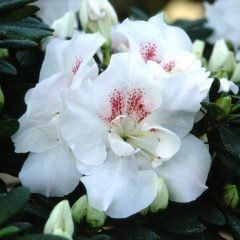 Stella Maris — Emerald, VIC — Emerald Gardens Nursery