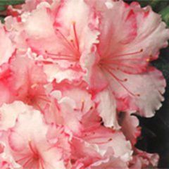 Teena Maree — Emerald, VIC — Emerald Gardens Nursery