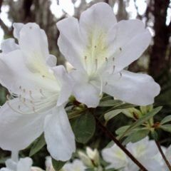 White Orchid — Emerald, VIC — Emerald Gardens Nursery