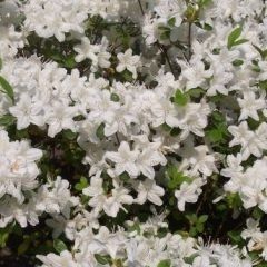 Adonis — Emerald, VIC — Emerald Gardens Nursery