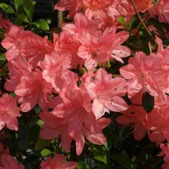 Blaauws Pink — Emerald, VIC — Emerald Gardens Nursery