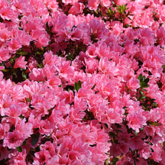 Coral Bells — Emerald, VIC — Emerald Gardens Nursery