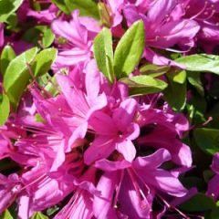 Hatsu Giri — Emerald, VIC — Emerald Gardens Nursery