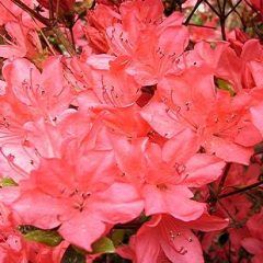 Kasane Kagaribi — Emerald, VIC — Emerald Gardens Nursery