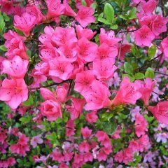 Nuccios Bit O Sunshine — Emerald, VIC — Emerald Gardens Nursery