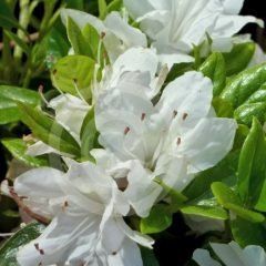 Snowflake — Emerald, VIC — Emerald Gardens Nursery