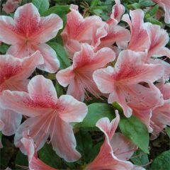 Surprise — Emerald, VIC — Emerald Gardens Nursery