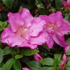 Satsuki Shiko — Emerald, VIC — Emerald Gardens Nursery