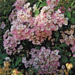 Ballerina — Emerald, VIC — Emerald Gardens Nursery