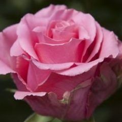 Ballet — Emerald, VIC — Emerald Gardens Nursery