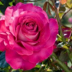 Baronne E de Rothschild — Emerald, VIC — Emerald Gardens Nursery