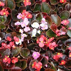 Begonia Bronze Leaf — Emerald, VIC — Emerald Gardens Nursery