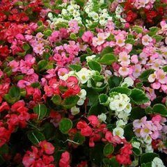 Begonia Green Leaf — Emerald, VIC — Emerald Gardens Nursery