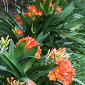 Clivia Miniata — Emerald, VIC — Emerald Gardens Nursery