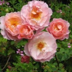 Belle Story — Emerald, VIC — Emerald Gardens Nursery