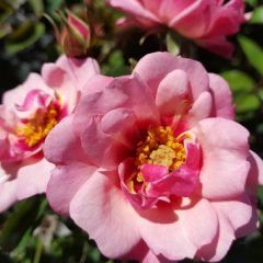 Berry Delightful — Emerald, VIC — Emerald Gardens Nursery