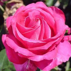 Best Friend — Emerald, VIC — Emerald Gardens Nursery