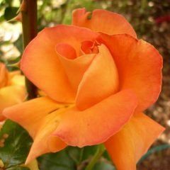 Bettina — Emerald, VIC — Emerald Gardens Nursery