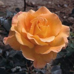 Bettina Climbing Rose — Emerald, VIC — Emerald Gardens Nursery