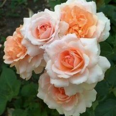 Betty Cuthbert — Emerald, VIC — Emerald Gardens Nursery