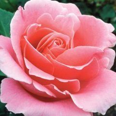 Bewitched — Emerald, VIC — Emerald Gardens Nursery