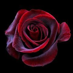 Black Magic — Emerald, VIC — Emerald Gardens Nursery