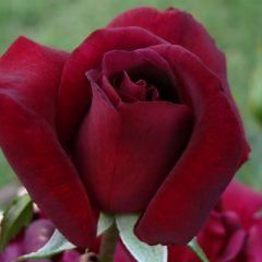 Black Velvet — Emerald, VIC — Emerald Gardens Nursery