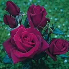 Blackberry Nip — Emerald, VIC — Emerald Gardens Nursery