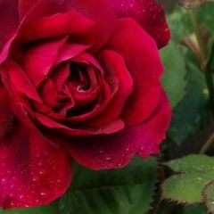 Blackboy Climbing Rose — Emerald, VIC — Emerald Gardens Nursery