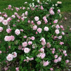 Blossomtime Climbing Rose — Emerald, VIC — Emerald Gardens Nursery
