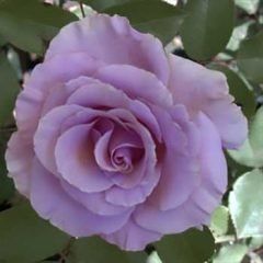 Blue Bijou — Emerald, VIC — Emerald Gardens Nursery