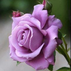 Blue Moon — Emerald, VIC — Emerald Gardens Nursery