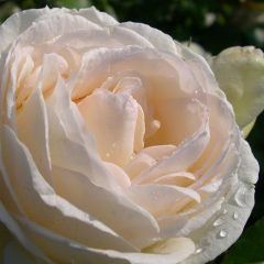 Blushing Pierre de Ronsard — Emerald, VIC — Emerald Gardens Nursery