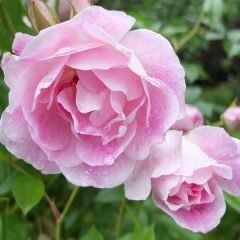 Blushing Pink Iceberg — Emerald, VIC — Emerald Gardens Nursery