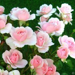 Bonica — Emerald, VIC — Emerald Gardens Nursery