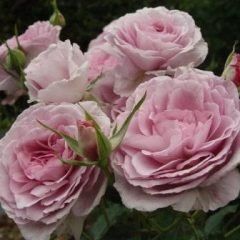 Bonnie Babes — Emerald, VIC — Emerald Gardens Nursery