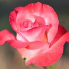 Brigadoon — Emerald, VIC — Emerald Gardens Nursery