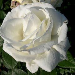 Brilliance — Emerald, VIC — Emerald Gardens Nursery