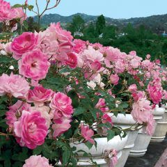 Brilliant Pink Iceberg — Emerald, VIC — Emerald Gardens Nursery