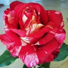 Brindabella Raspberry Tiger  — Emerald, VIC — Emerald Gardens Nursery