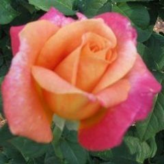 Broadway — Emerald, VIC — Emerald Gardens Nursery