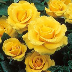 Buccaneer — Emerald, VIC — Emerald Gardens Nursery