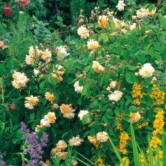 Buff Beauty Climbing Rose — Emerald, VIC — Emerald Gardens Nursery