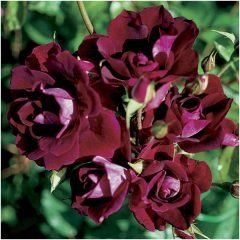 Burgundy-Iceberg — Emerald, VIC — Emerald Gardens Nursery