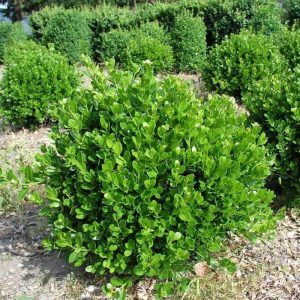 Buxus ‘Japanese Box’ — Emerald, VIC — Emerald Gardens Nursery